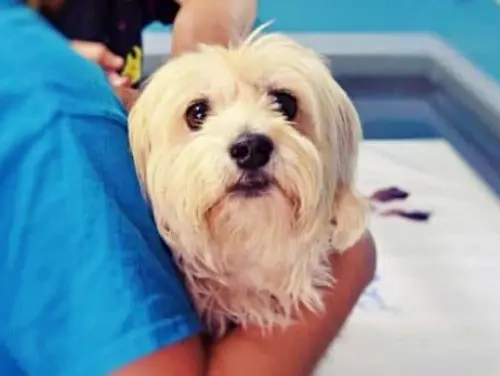 perro bichon maltes cuidados basicos