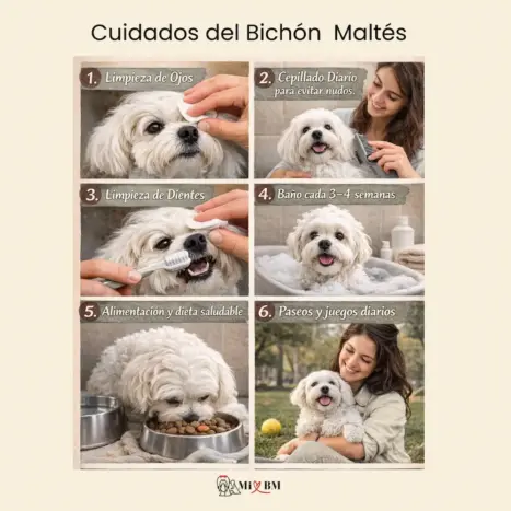 que cuidados necesita un perro bichon maltes