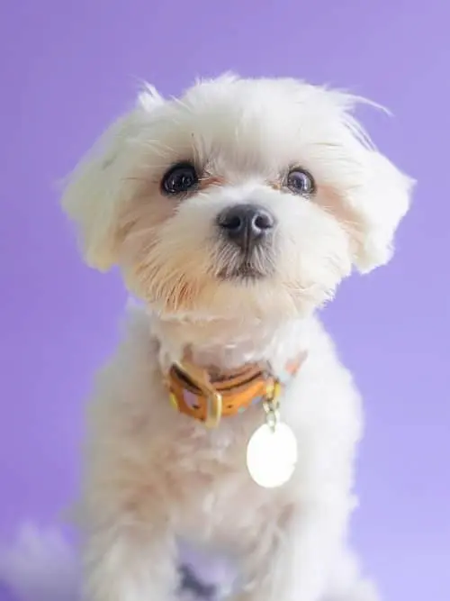 curiosidades sobre origenes del Bichón Maltés