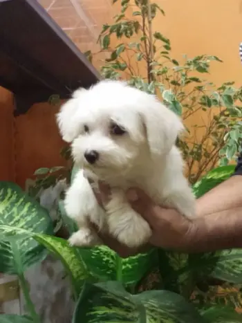 fotos de maltes mini toy cachorro