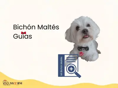 guias sobre perro bichon maltes