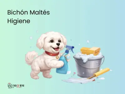 Higiene del Bichón Maltés