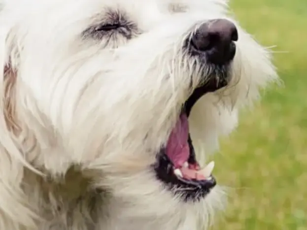 Dientes del Bichón Maltés: Todo lo que Necesitas Saber 6 higiene dental perro bichon maltes