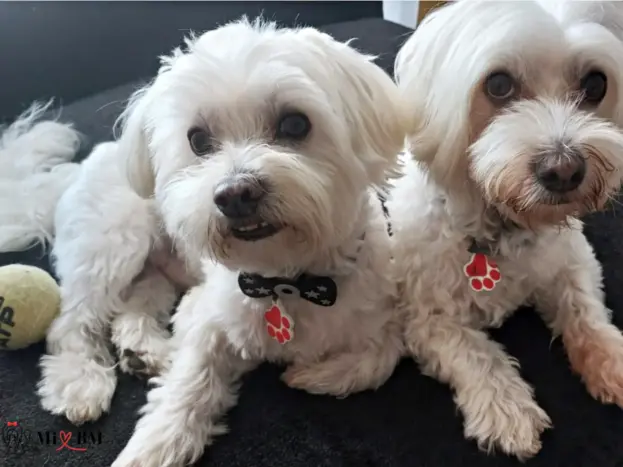 Bichón Maltés: Fotos Reales, Imágenes y Momentos que Enamoran 8 fotos de la raza de perro bichon maltes