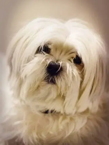 perro maltes bichon grande macho