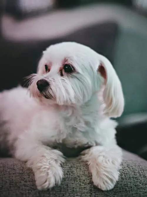 Aristóteles sobre perro blanco Maltés curiosidades