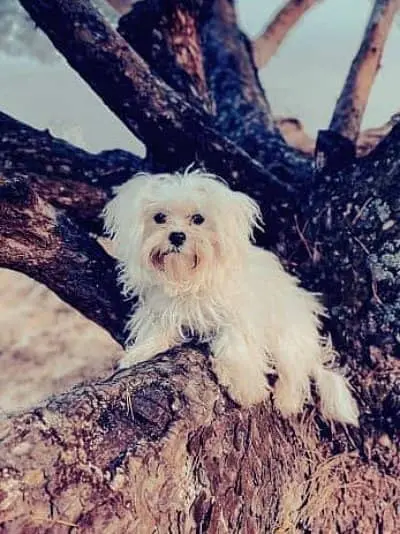 maltes perrito blanco de antigüedad curiosidades