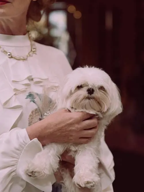 bichon maltes perro de damas romanas