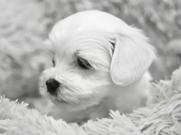 bichon maltes toy cachorro de dos meses