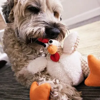 Mejores Regalos para Perros Bichón Maltés 9 godog gallo gordo mejor juguete chirriante para perros