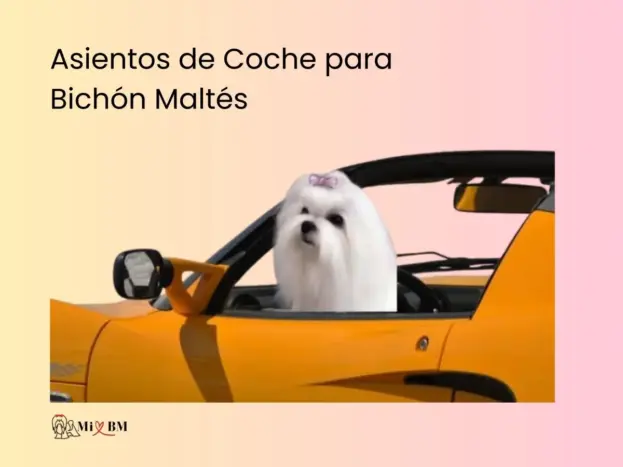 Mejores Asientos de Coche para Perros Bichón Maltés: Top 5 y Opiniones 7 mejores asientos de coche para perros Bichón Maltés