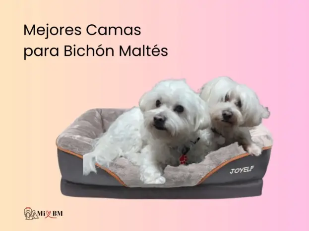 mejores camas para bichon maltes