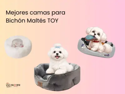 Mejores Camas para Bichon Maltés Toy