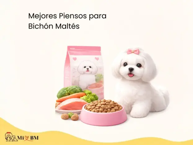 Mejores Piensos para Bichón Maltés: Comparativa 7 mejores piensos para Bichón Maltés