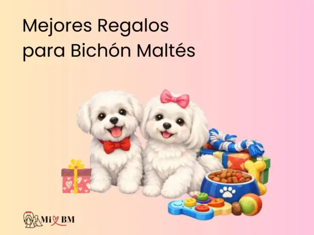 Mejores Regalos para Perros Bichón Maltés 6 mejores regalos para perros bichon maltes