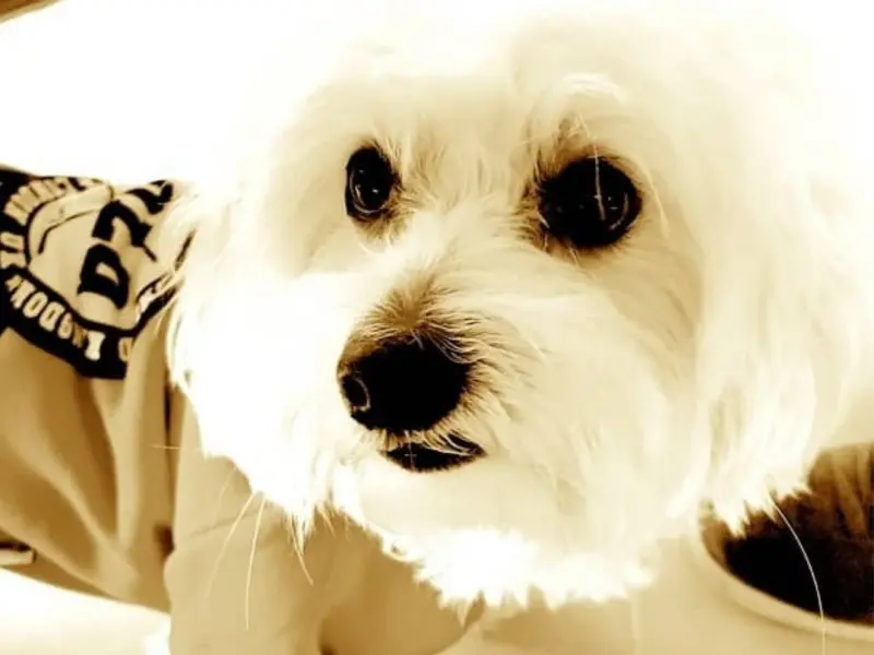 mi bichon maltes de tamaño grande peco