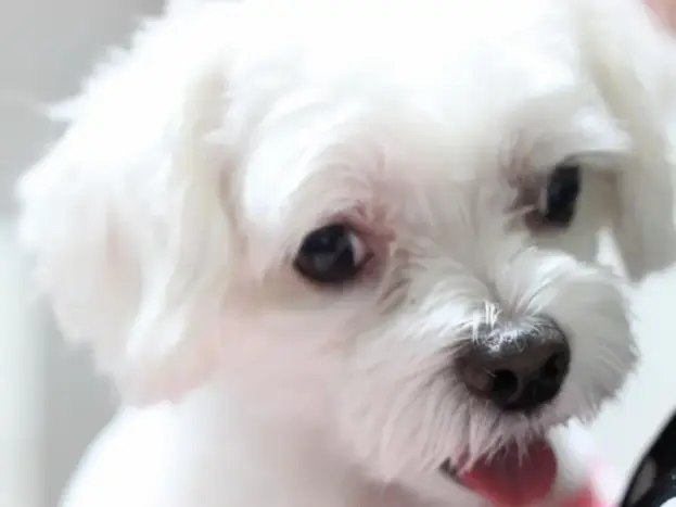 Bichón Maltés: Pros y Contras 10 bichon maltes beneficios