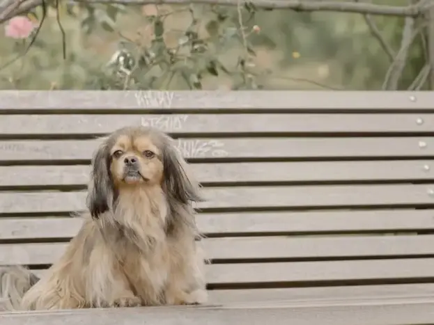 Razas Similares al Bichón Maltés: 7 Alternativas Pequeñas y Encantadoras 12 perro Pekinés