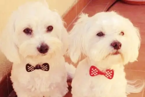 perro pequeño maltes adoptado