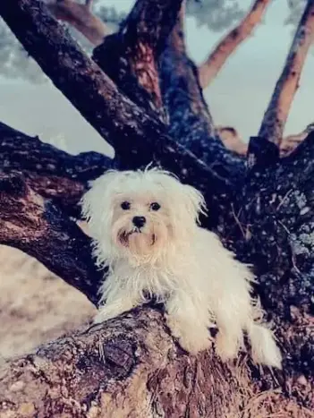 perrito blanco de la antiguedad maltes