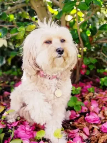 Bichón Maltés: Pros y Contras 8 perro bichon maltes beneficios