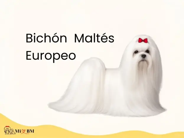 Bichón Maltés Europeo: el Perro Auténtico de la Raza 10 bichon maltes europeo puro