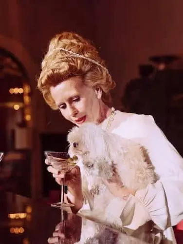 curiosidades sobre precio bichon maltes