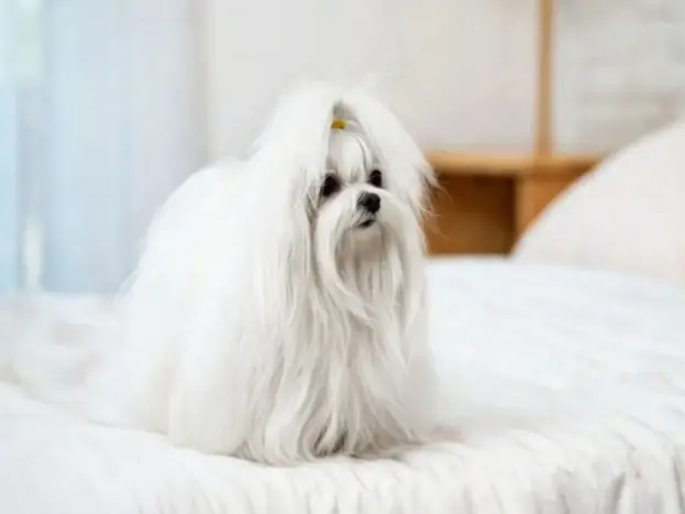Bichón Maltés Americano: Características, Precio y Diferencias 8 bichon maltes americano caracteristicas