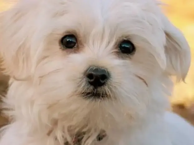 Bichón Maltés: Guía Definitiva para Amantes de la Raza 31 perro raza bichon maltes informacion