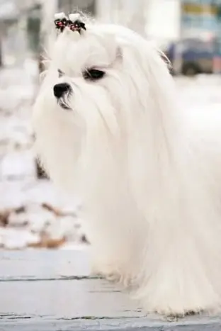 Bichón Maltés Europeo: el Perro Auténtico de la Raza 14 perro bichon maltes pedigree precio