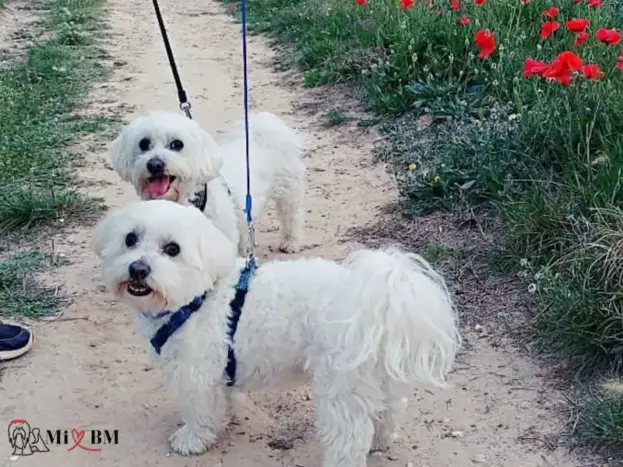 Bichón Maltés: Fotos Reales, Imágenes y Momentos que Enamoran 9 fotos de bichón maltés adultos