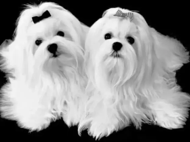 perritos bichon maltes toy pelo largo imagenes