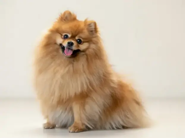 Razas Similares al Bichón Maltés: 7 Alternativas Pequeñas y Encantadoras 10 perro Pomerania