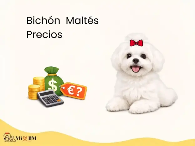precio de Bichón Maltés para comprar