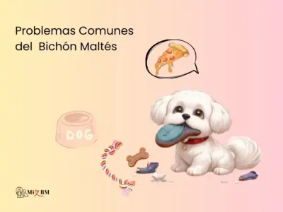 problemas comunes del Bichón Maltés