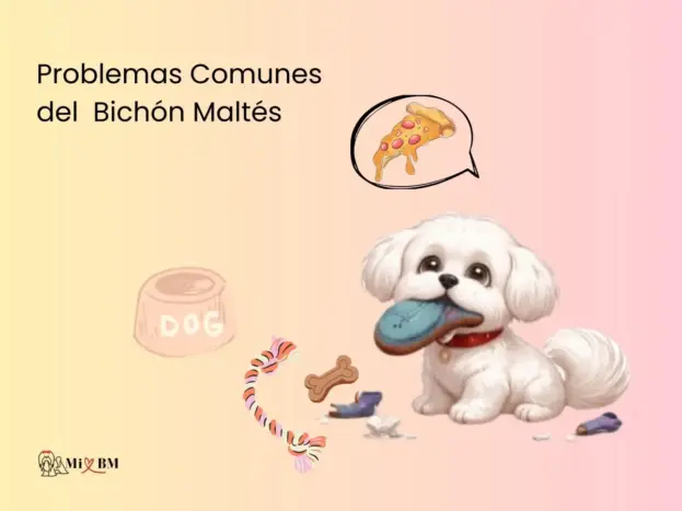  problemas comunes del Bichón Maltés