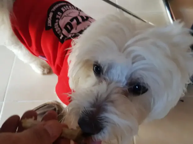 perro maltes grande alimentacion