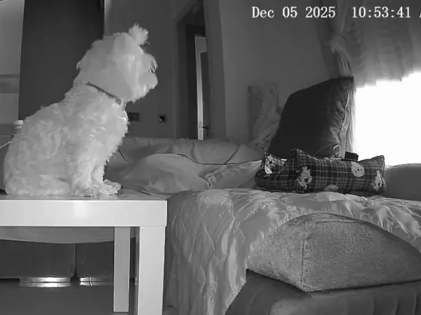 lo que no soporta bichon maltes