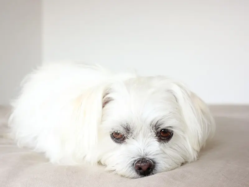 cachorro bichon maltes adopcion